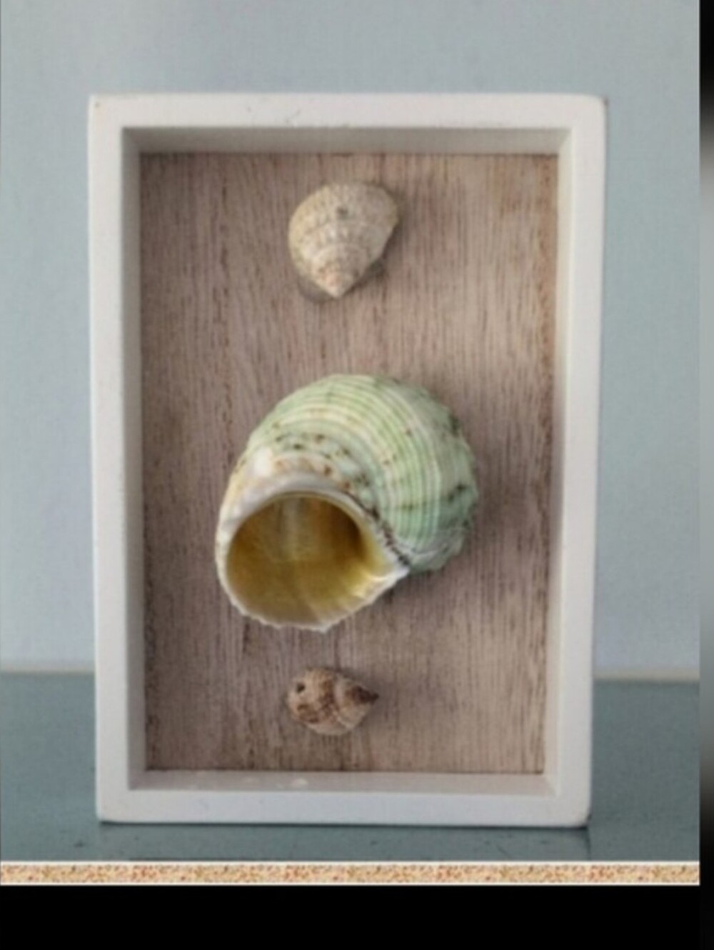 Turbo Imperiali Sea Snail with two other snail shells mounted on shadowbox frame - Picture 10 of 10
